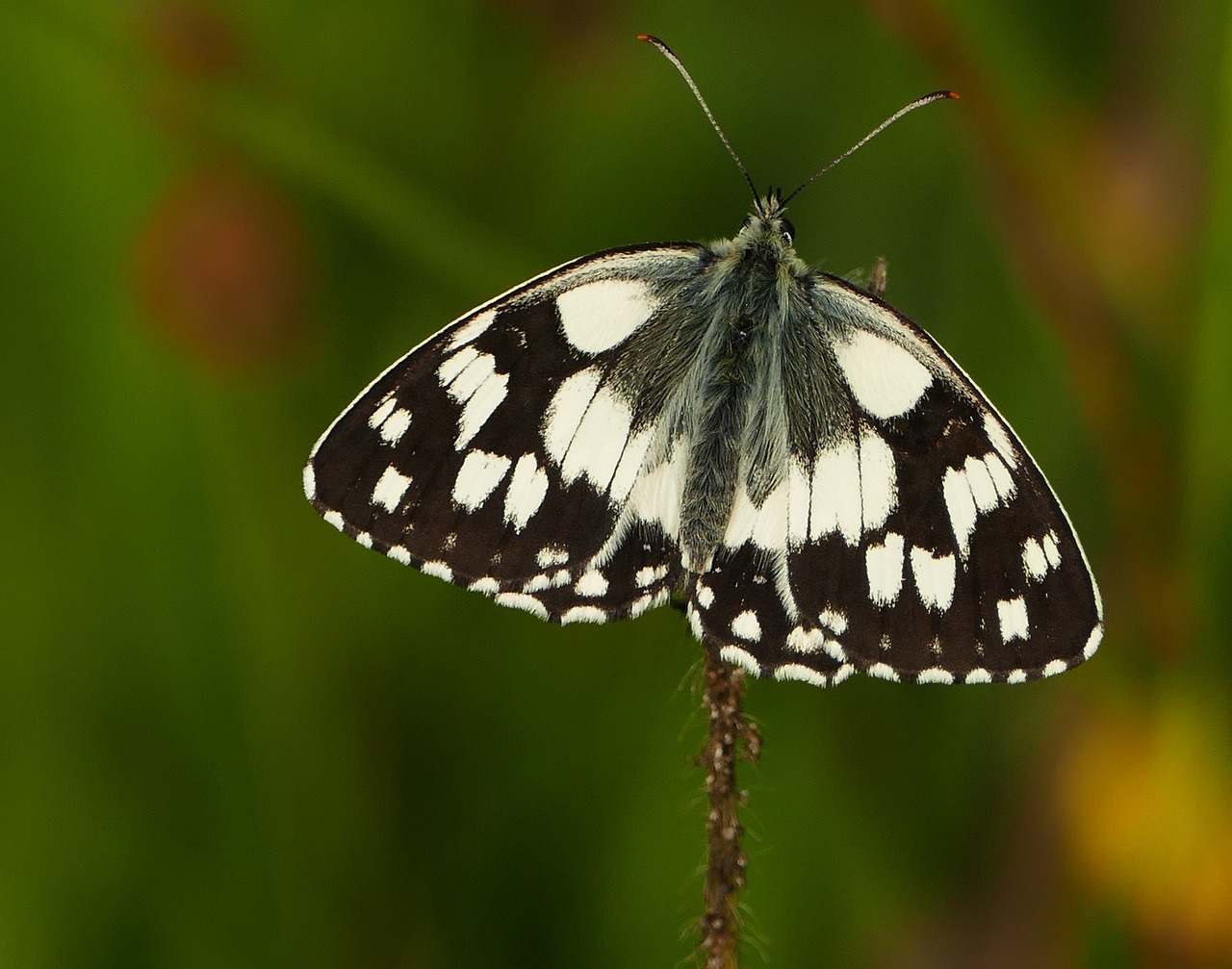 农夫山泉股价,解读市场动态与投资价值 农夫山泉股价,解读市场动态与投资价值