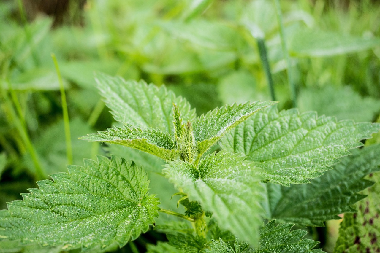 山河药辅，自然馈赠的神奇助手